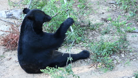 A-black-bear-sits-on-the-ground-and-plays-with-a-branch