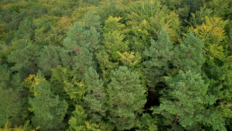 Top-down-view-with-a-tilt-up-revealing-a-massive-forest-full-of-Maples,-Ash-and-Poplar-trees