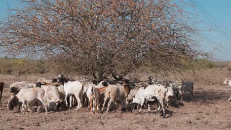 a-shepherd's-flock-of-sheep-and-goats-are-gathered-under-a-dry-bush-to-get-out-of-heat-from-the-sun