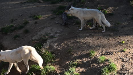 Two-polar-wolves-walk-on-dirt-in-the-forest-of-a-zoological-park,-arctic-mammal