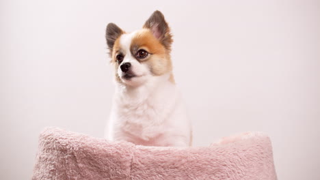 Video-shot-up-close-of-a-happy-little-dog,-puppy-lying-on-a-pink-rug-with-a-pink-wall-in-the-backdrop