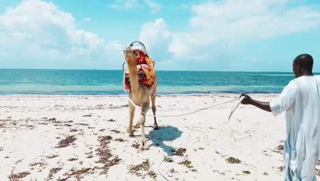 a-black-man-in-a-traditional-east-african-long-dress-raises-a-camel-with-a-seat-on-the-beach