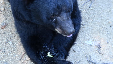 a-black-bear-eats-an-apple-and-salivates-while-eating-it