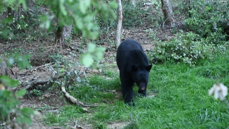 A-black-bear-walks-slowly-on-a-forest-ground-in-a-zoo-enclosure