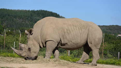a-rhinoceros-is-eating-straw-on-dirt-in-his-zoo-enclosure,-forest-and-blue-sky-behind