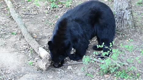 A-black-bear-sniffs-the-ground,-forest-ground,-mammal