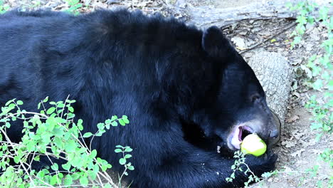A-black-bear-eats-a-green-apple-with-his-hands,-on-a-forest-ground,-trunks-and-bushes