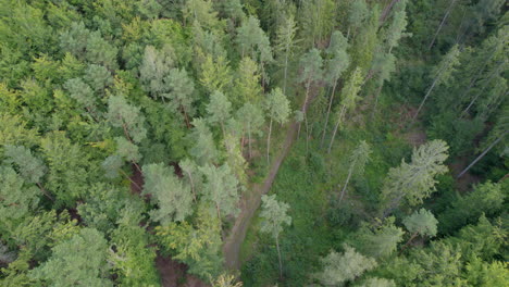Aerial-birds-eye-shot-of-deep-woodland-forest-with-conifer-and-small-path