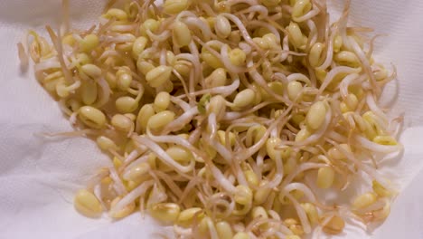 HANDS-DRY-Seeds-GERMINATED-AND-STORING-for-Cooking,-Organic-Sprout-Seeds