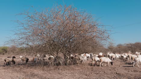 a-herd-of-sheep-and-goats-walk-across-an-arid-landscape-with-a-bush-under-a-blue-sky