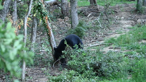 A-black-bear-walks-on-a-forest-ground-through-bushes