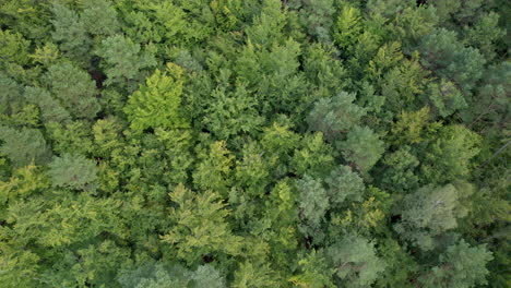 Overhead-View-Of-Wild-Green-Forests-In-The-Countryside-Of-Witomino,-Poland