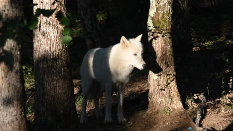a-white-wolf-looks-around-him-during-a-sunrise,-shadow-of-his-head-on-a-trunk,-zoo