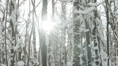 Sunshine-Through-Tree-Branches-Covered-With-Snow---slow-motion