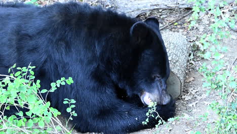 Black-bear-eats-a-green-apple-and-salivates-on-his-fur,-forest-ground,-dirt,-trunks