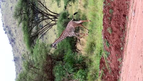 Tracking-vertical-shot-of-a-giraffe-disappearing-between-tall-trees-and-bushes-in-Africa