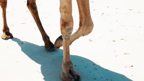 Die-Aufnahme-Der-Beine-Eines-Kamels,-Die-über-Den-Lockeren-Weißen-Sand-Eines-Strandes-Laufen,-Zeigt-Das-Schlendernde-Tempo-Des-Tieres