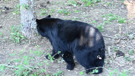 A-black-bear-walks-on-a-forest-ground,-dirt,-leaves-and-bushes