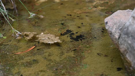 Junge-Schwarze-Kaulquappen-Schwimmen-In-Einem-Flachen-Teich