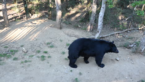 a-black-bear-walks-to-join-a-family-member-in-a-zoom-enclosure
