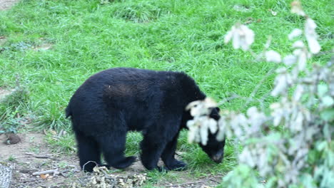 A-black-bear-moves-on-grass,-and-sniffs-the-forest-ground,-French-zoo