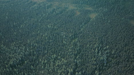 High-flying-aerial-view-of-a-large-remote-forest-in-Newfoundland-and-Labrador,-Canada