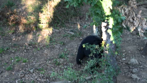 A-black-bear-tries-to-climb-on-a-tree-in-a-French-forest,-zoological-park