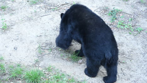 A-black-bear-walks-on-a-forest-ground,-dirt,-branches-and-dead-leaves,-zoo-park