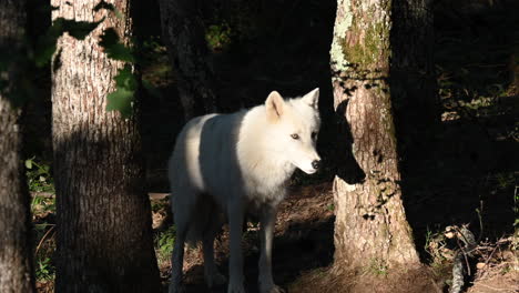 Polarwolf,-Beleuchtet-Von-Warmen-Strahlen-Während-Eines-Sonnenaufgangs,-Arktisches-Säugetier