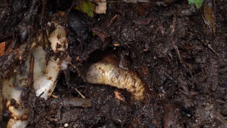 Green-Rose-Chafer-Larva-Digging-in-Food-Compost---Macro-Shot