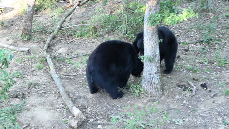 Two-black-bears-fight-on-a-forest-ground,-in-a-French-zoo