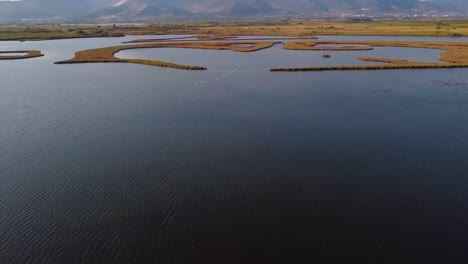 Aerial-of-flock-of-flamingos-flying-above-lake-in-wetland
