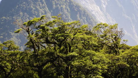 árboles-Verdes-Naturales-De-Nueva-Zelanda-En-Milford-Sound-Fiordland,-Entorno-Natural-De-La-Madre-Tierra