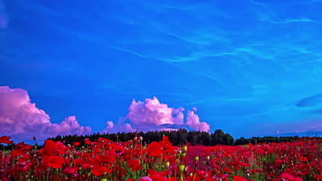 Zeitraffer-Von-Wunderschönen-Mohnfeldern-Und-Einem-Blauen-Himmel-Mit-Lila-Wolken-Am-Abend