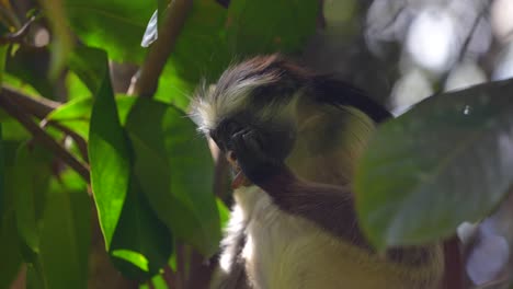 Red-Colobus-Monkey-behind-leaf-at-the-Jozani-Forest-treetops-of-Zanzibar-Island-Tanzania,-Medium-front-shot