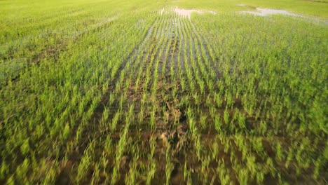 Endlose-Reihen-Von-Reisfeldern-In-Den-Wassergesättigten-Feldern