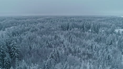 Un-Dron-Aéreo-Se-Disparó-Hacia-Adelante-Sobre-Un-Hermoso-Bosque-De-Pinos-Y-Abetos-Cubierto-De-Nieve-En-Un-Día-Nublado