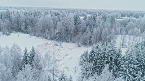 Aerial-drone-forward-moving-shot-over-beautiful-snow-covered-pine-and-fir-forest-on-a-cloudy-day