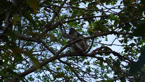 Tree-branches-with-Red-Colobus-Monkey-in-the-Jozani-Forest-Zanzibar-Island-Tanzania,-Looking-up-handheld-shot