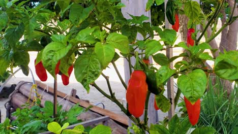 Plant-with-red-and-green-chili-peppers-Hanging-On-Chili-Plant-in-garden,-close-up