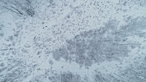 Drohnenfliege-Schöner-Verschneiter-Winterwald-Antenne-Von-Oben-Nach-Unten-Drohnenansicht-Des-Wintermischwaldes