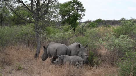 Rara-Familia-De-3-Rinocerontes-Incluyendo-Un-Bebé