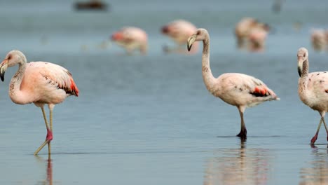Flock-of-flamingos-in-Mar-Chiquita-lake,-Ansenuza-National-Park,-Argentina