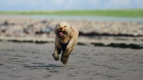 Happy-Pet-Goldendoodle-Playing-in-Mud