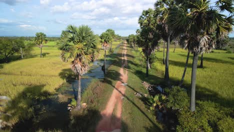 Flying-through-tropical-palms-lining-dirt-road