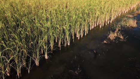 Maturing-rice-paddy-field