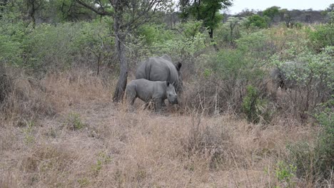 young-white-rhino-faces-the-camera-in-front-of-it's-mother