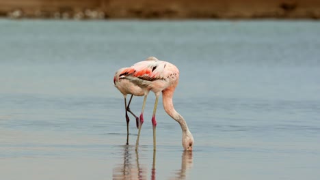 Wadding-flamingos-in-a-lake,-Ansenuza-National-Park,-Argentina