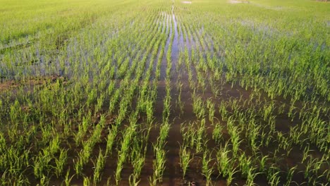 Rows-and-rows-of-rice-on-waterlogged-flood-plain