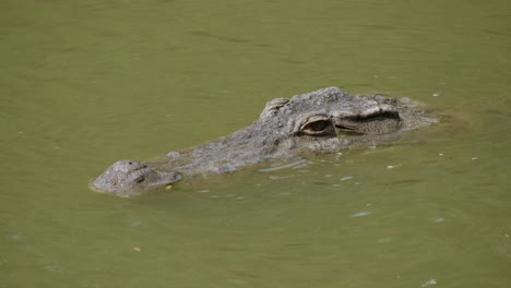 A-crocodile-stalks-waiting-for-a-prey